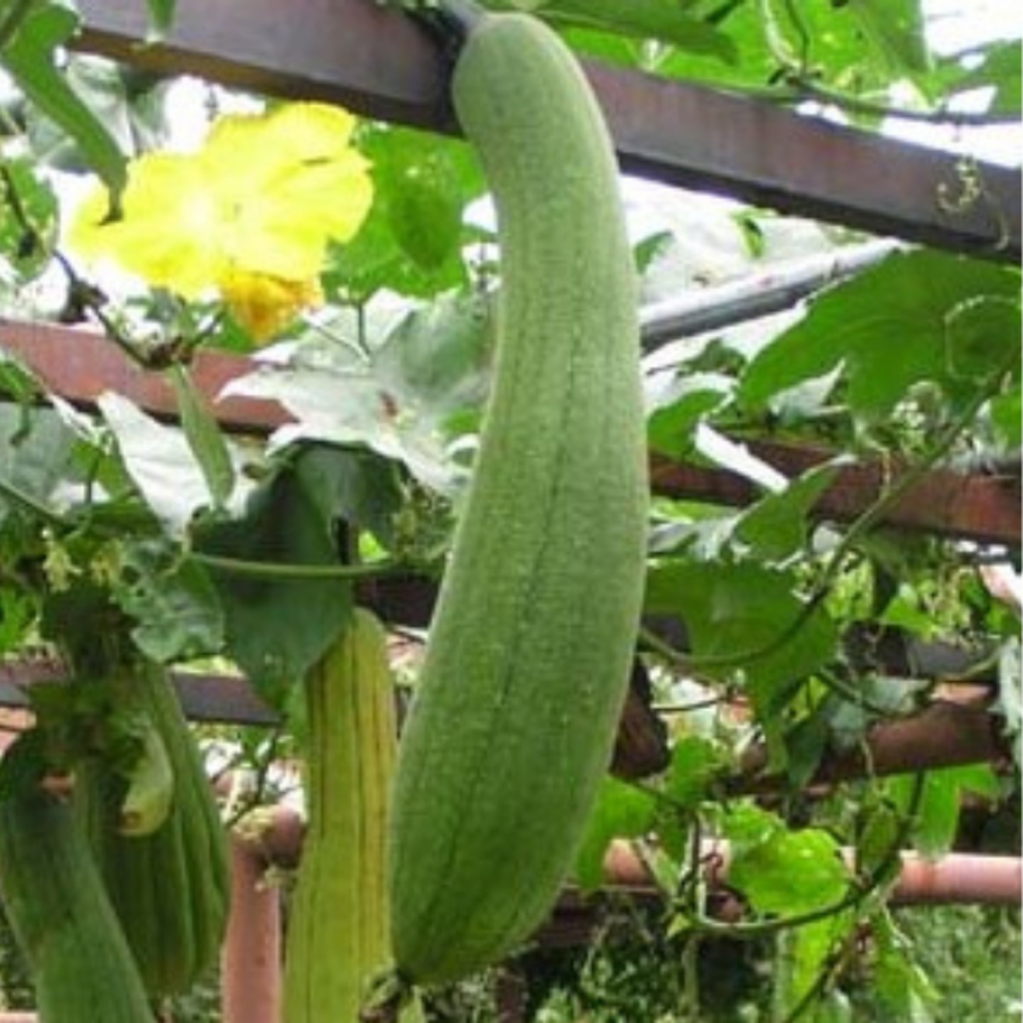 Sponge Gourd నేతి బీర  Luffa