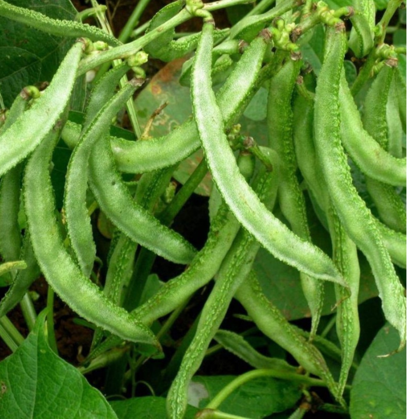 Lima Beans Sem Phali చెటటు చికకుడు