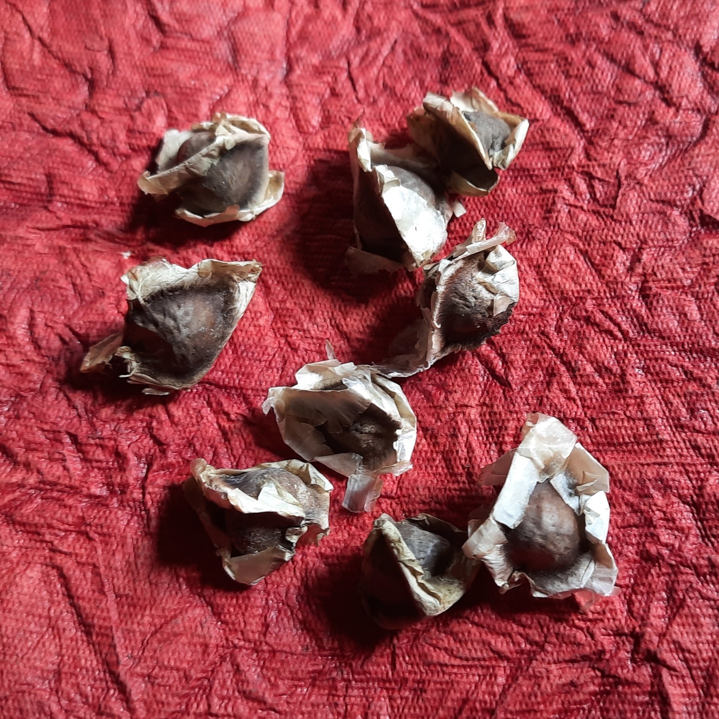 Organic Drumstick Moringa Plant Seeds - Open Pollinated