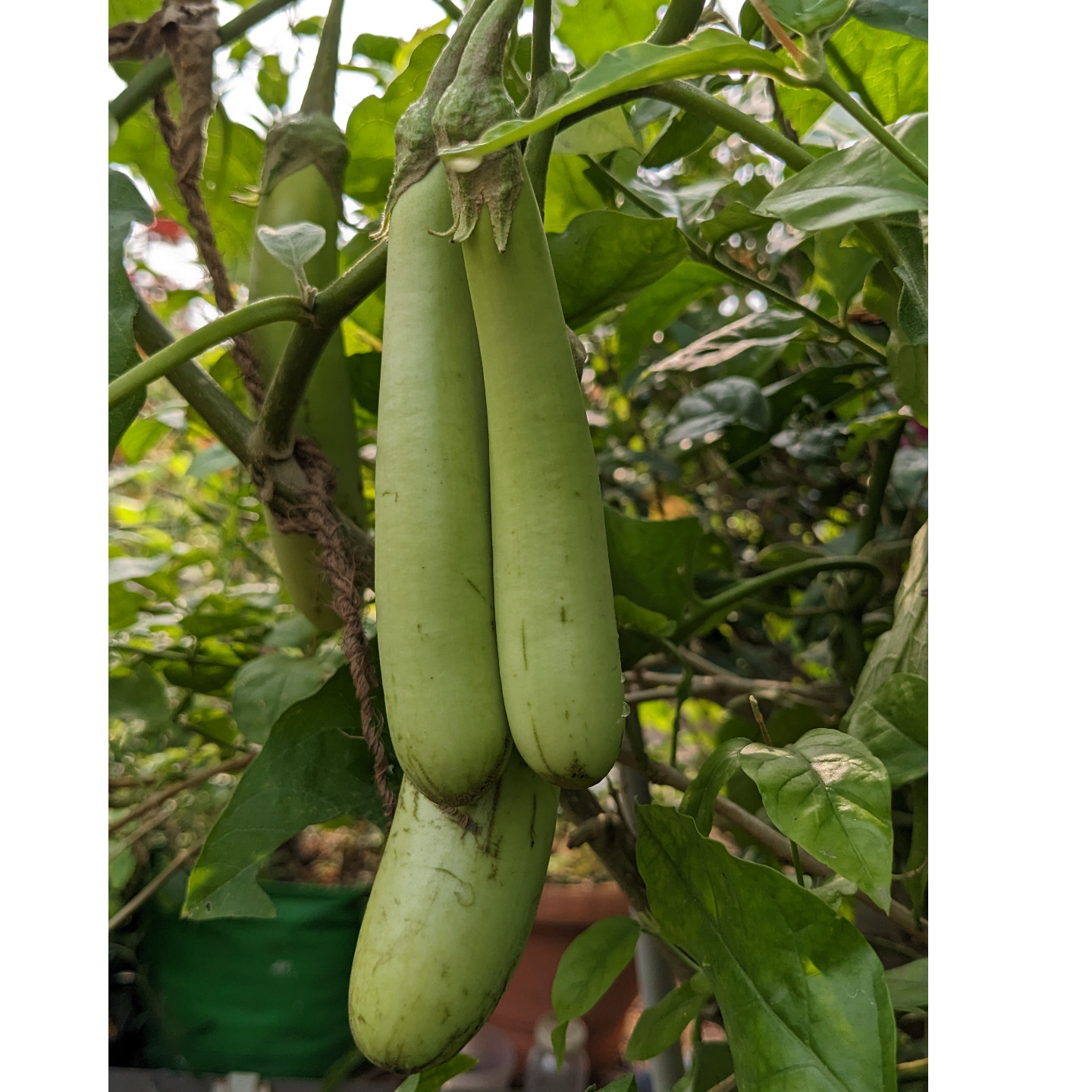 12 to 15 OP seeds Green Long Brinjal 