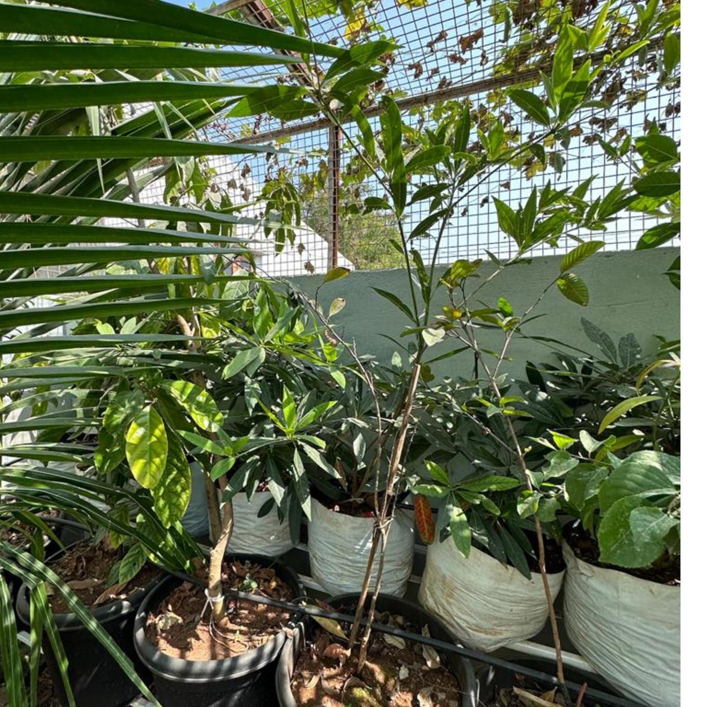 Chandramukhi Rudraksha Plant 2 years age