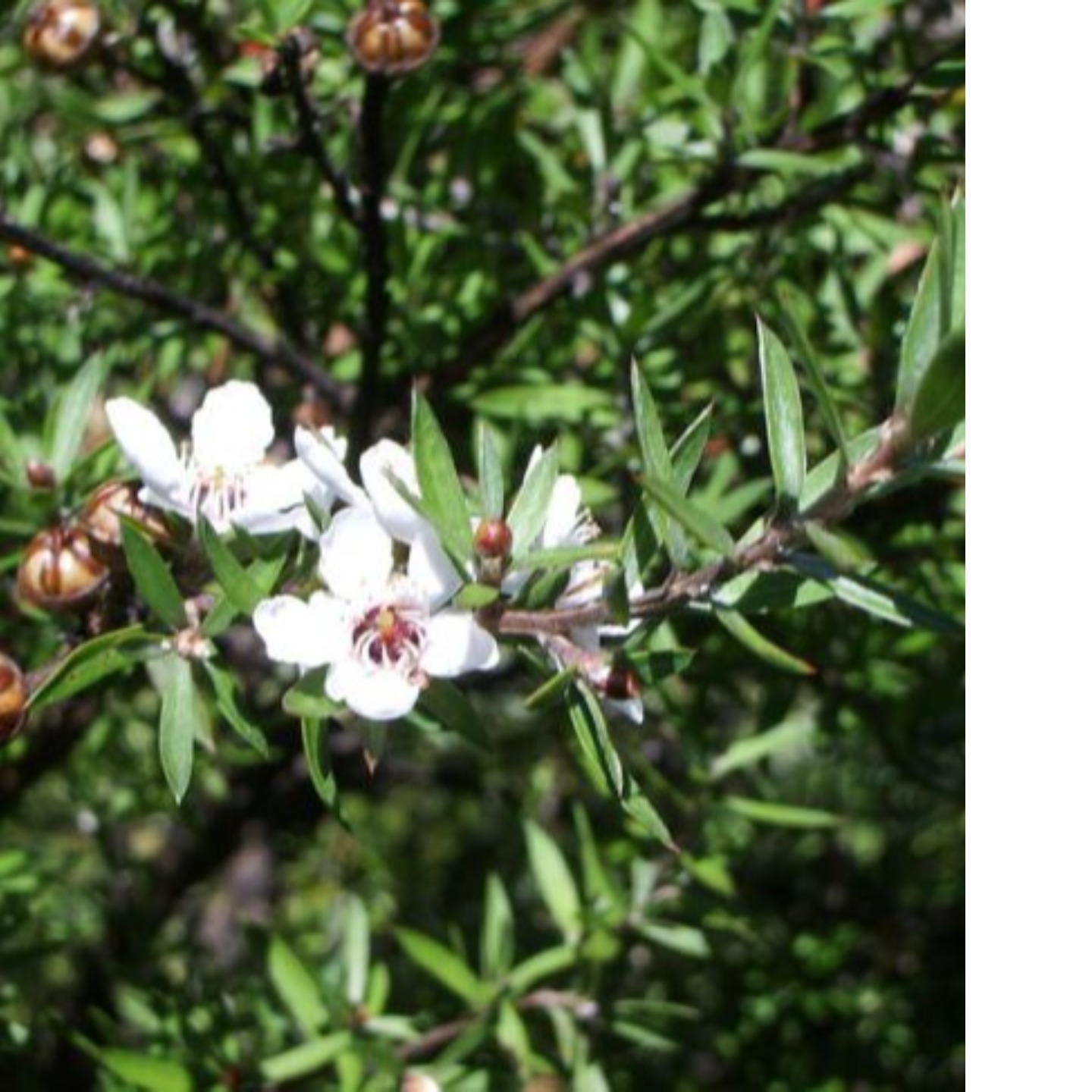 TEATREE ESSENTIAL OIL 10ML