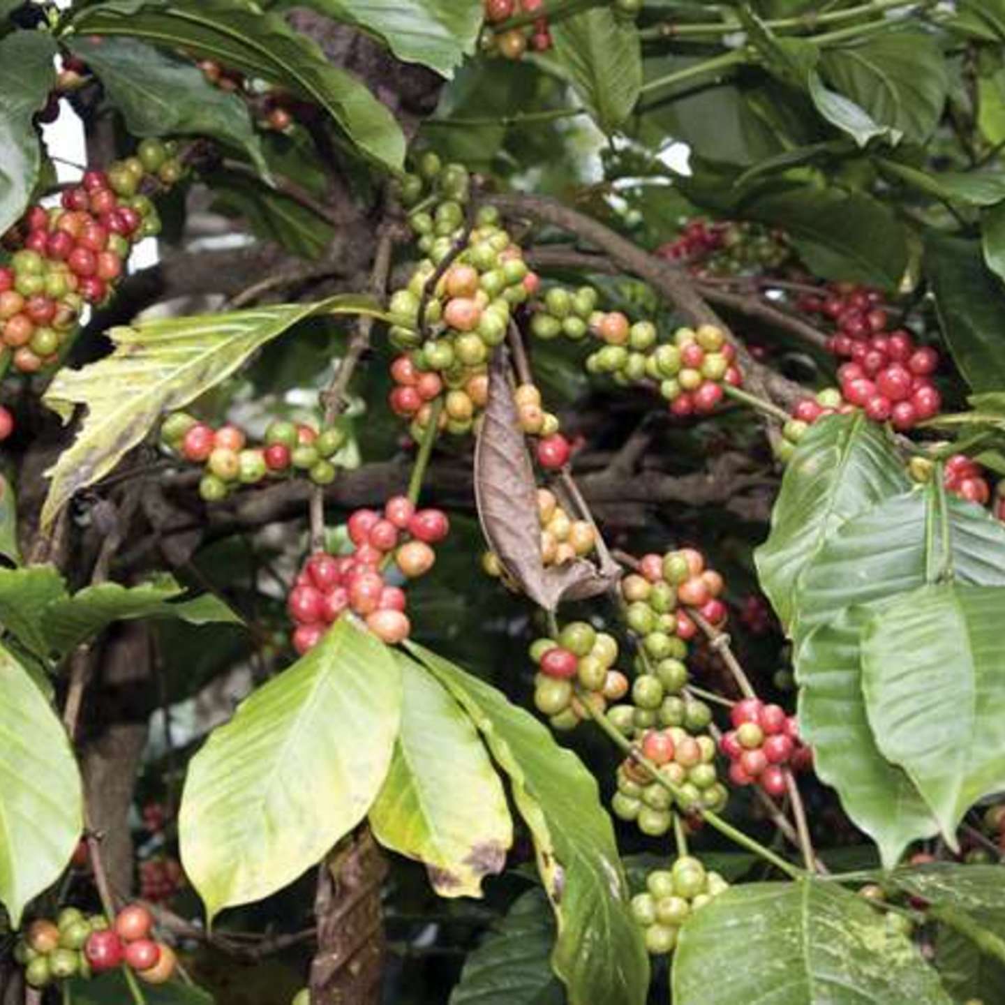 GREEN COFFEE HERBAL OIL 30ML