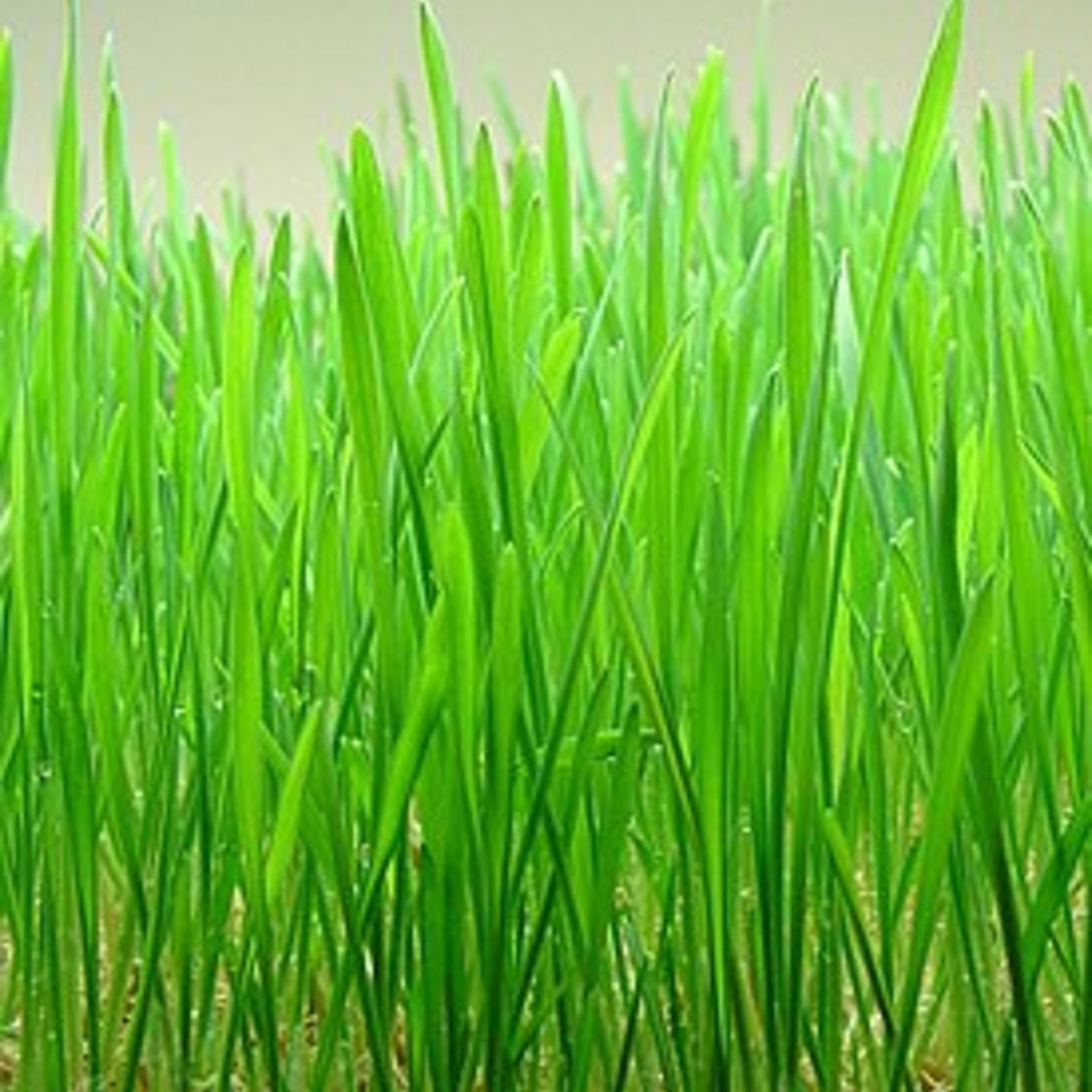WHEATGRASS HERBAL POWDER 100GMS