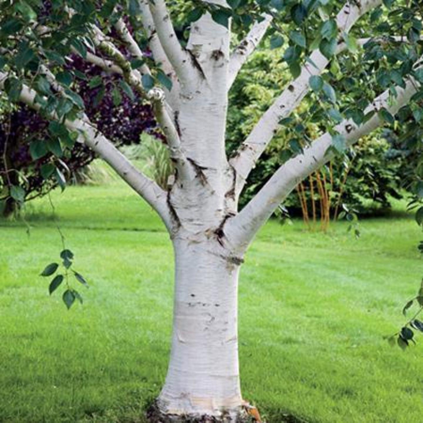 BIRCH ESSENTIAL OIL 10ML