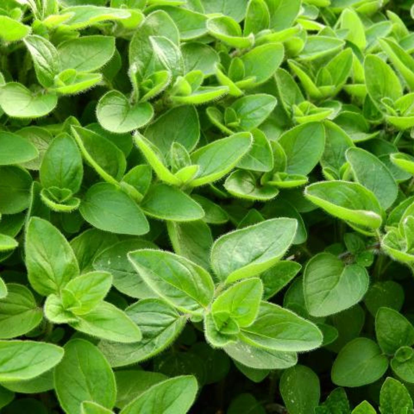 MARJORAM ESSENTIAL OIL 10ML