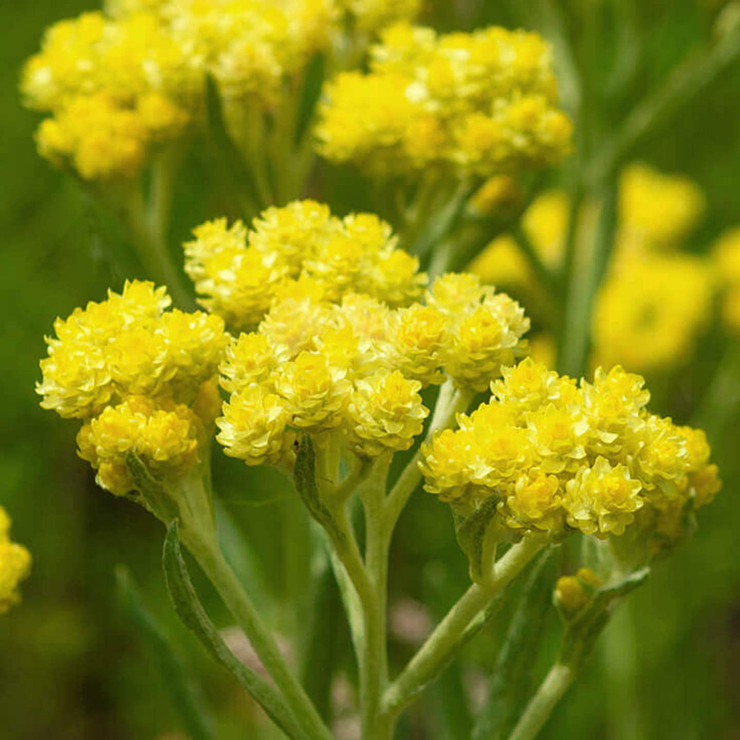 HELICHRYSUM ESSENTIAL OIL 10ML