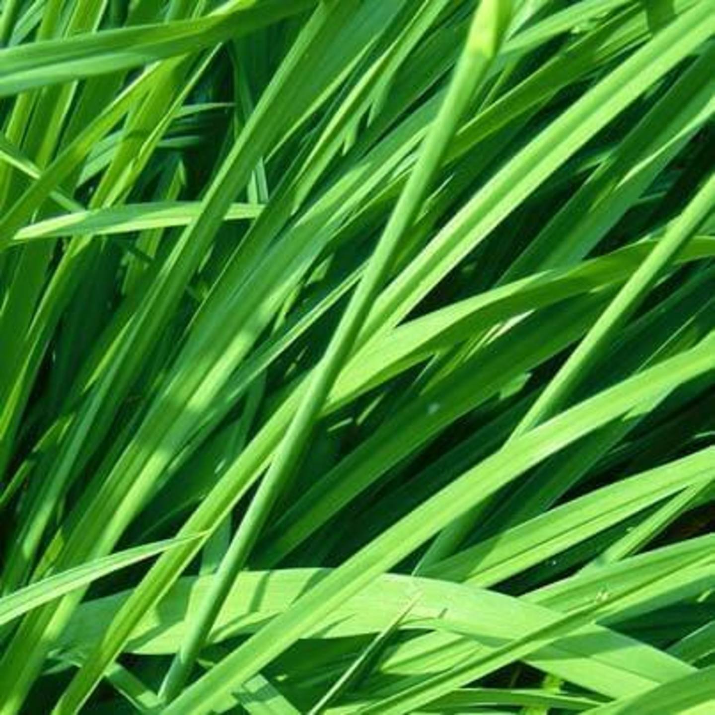 GINGERGRASS ESSENTIAL OIL 10ML