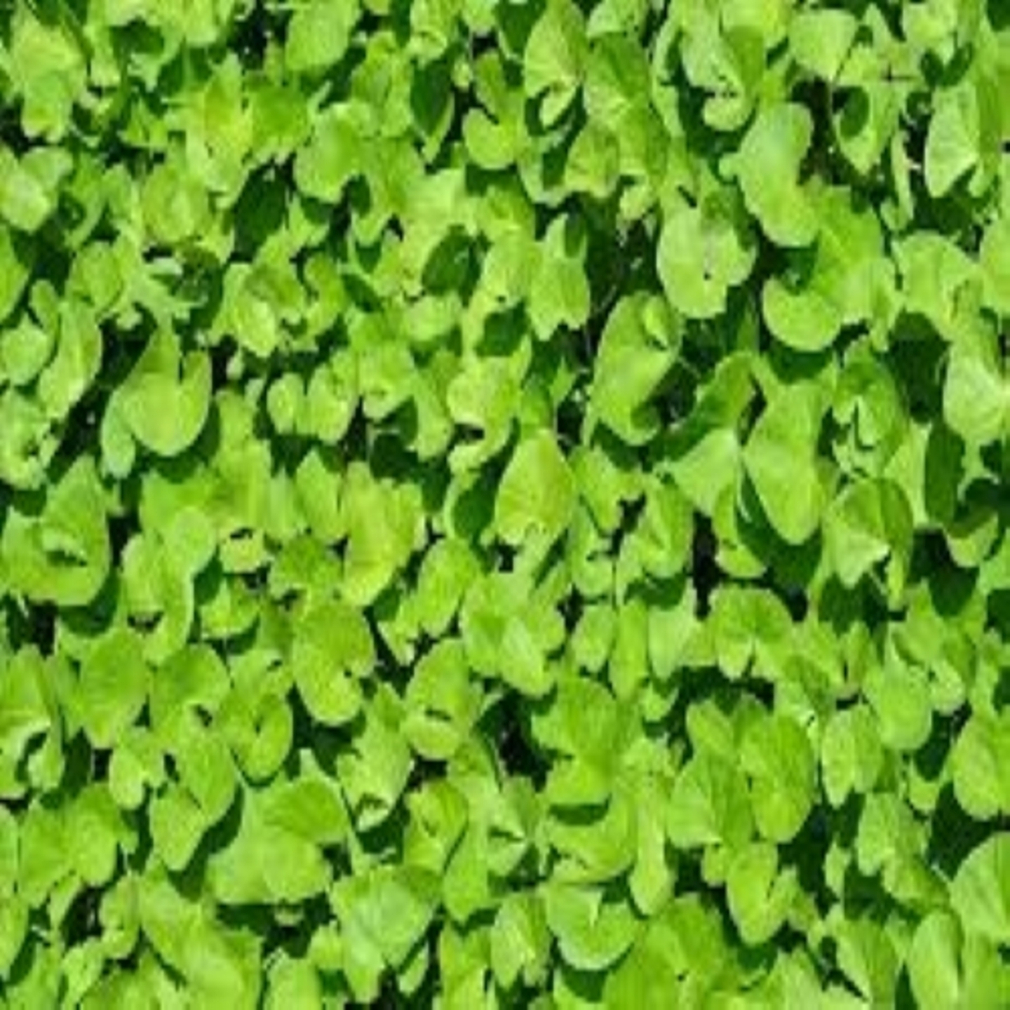 BRAHMI HERBAL POWDER 250GMS