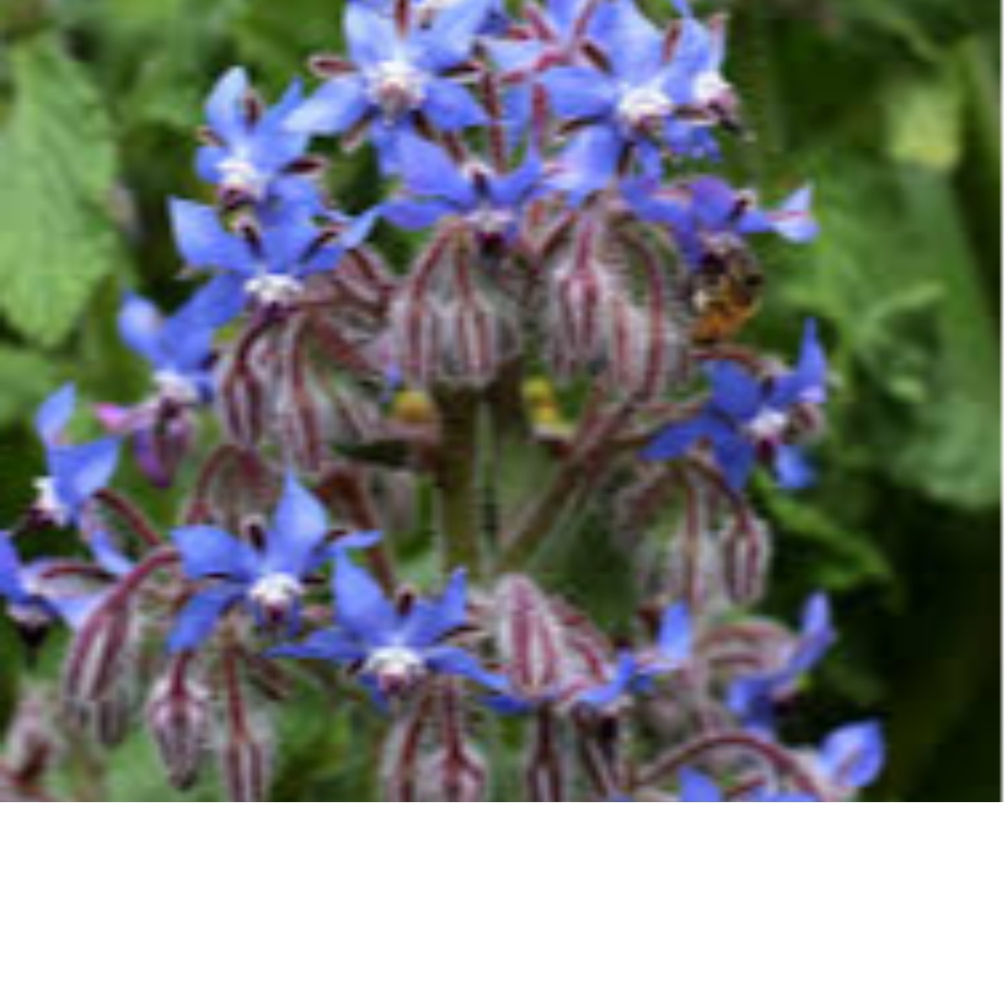 BORAGE CARRIER OIL 30ML