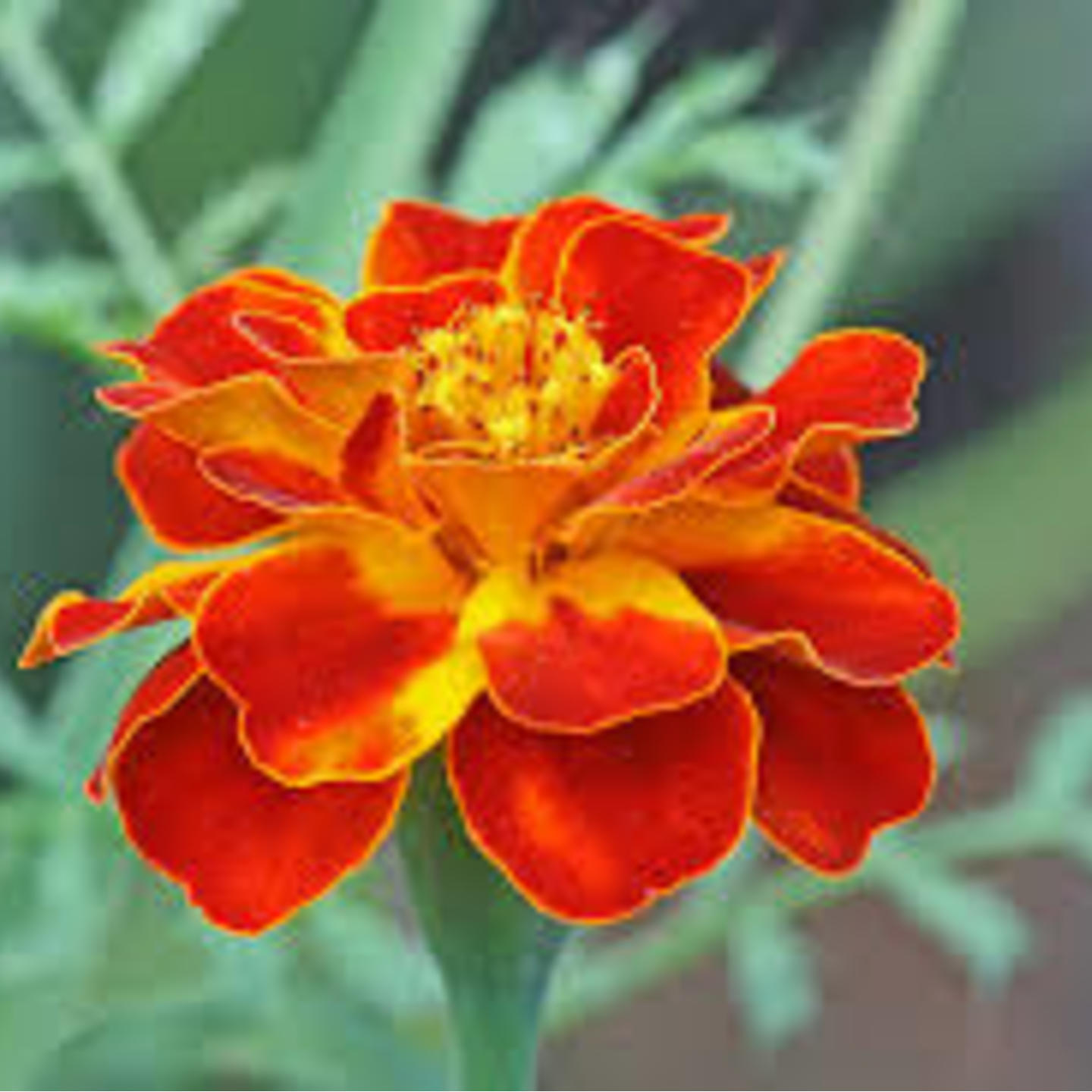 TAGETES ESSENTIAL OIL 10ML