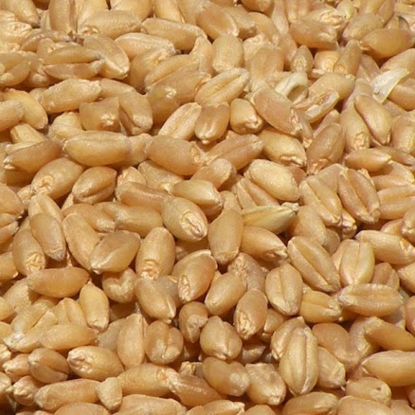 WHEAT LOKAWAN