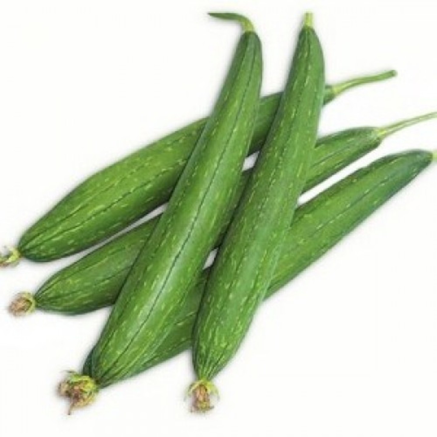 SPONGE GOURD