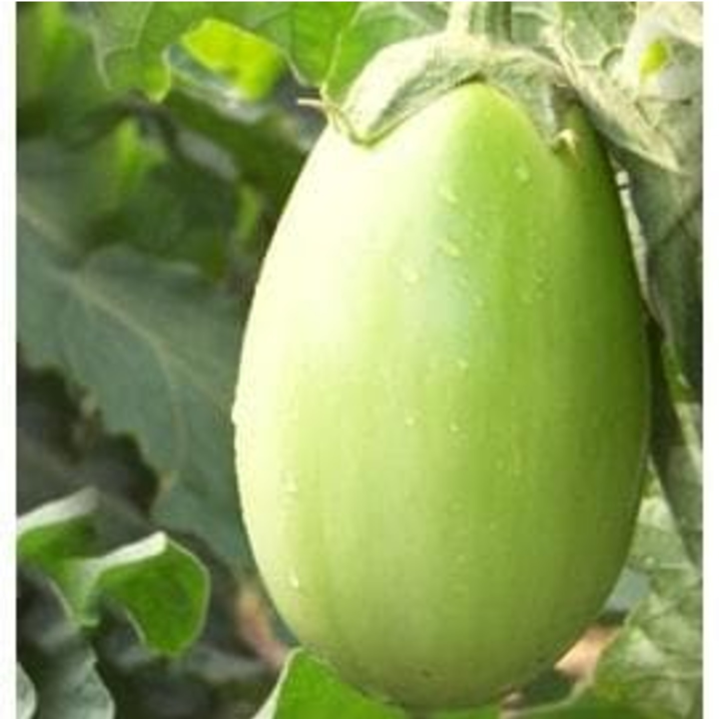 Green bringal eggplant  Bharit vange 1 Piece