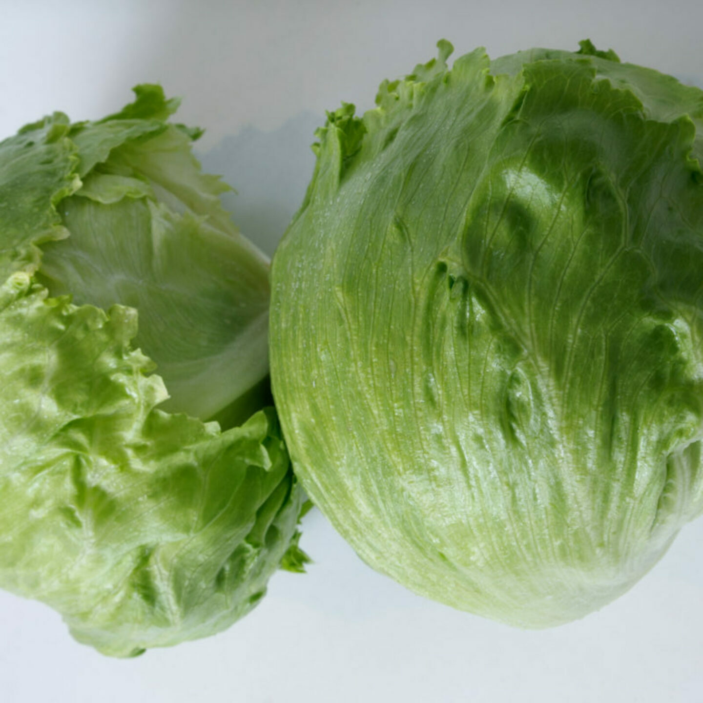 iceberg lettuce