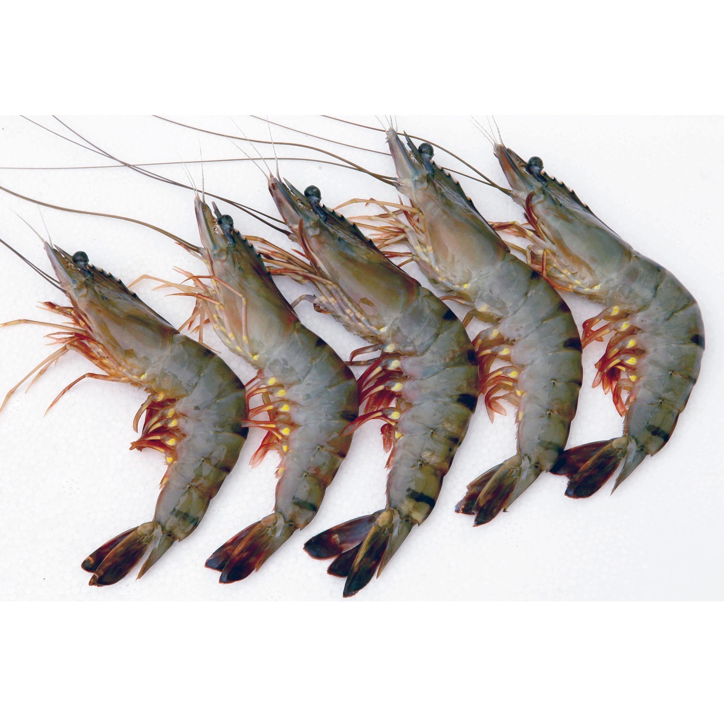 Fresh Tiger Prawn (White)