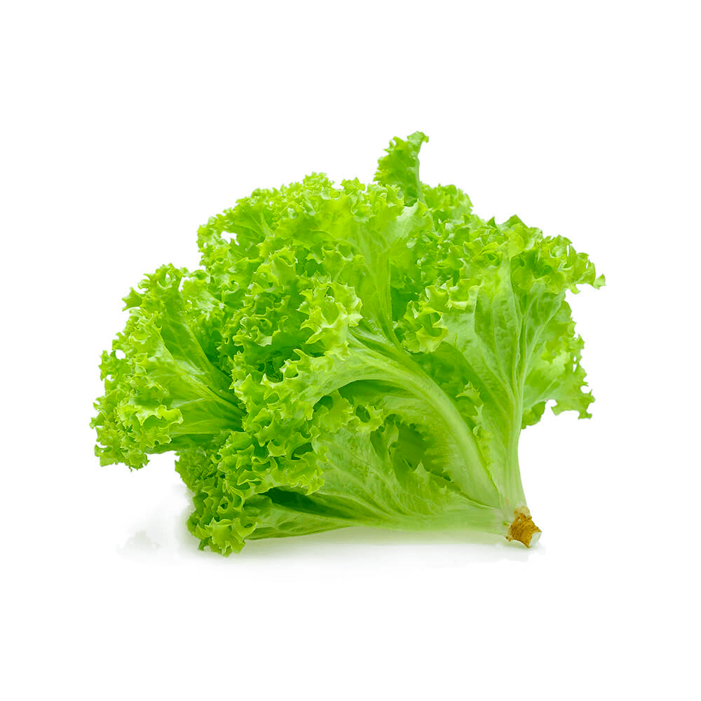 Green oak lettuce