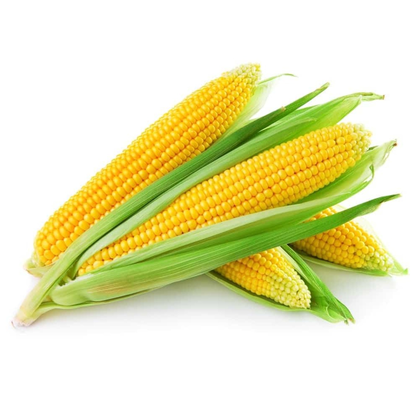 MAIZE