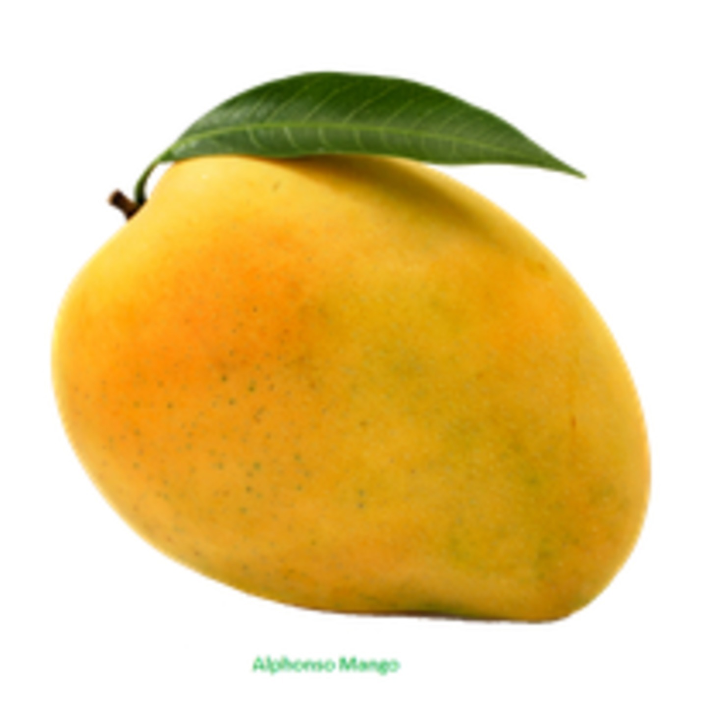 alphonso mango