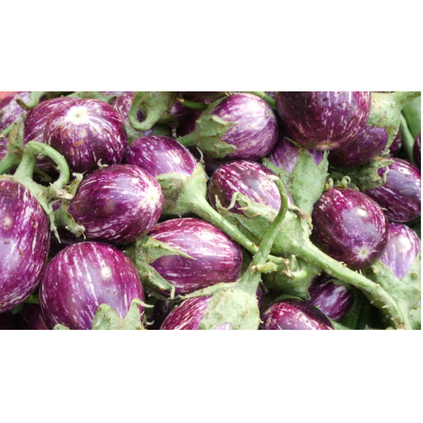 BRINGLE EGGPLANTPURPLE