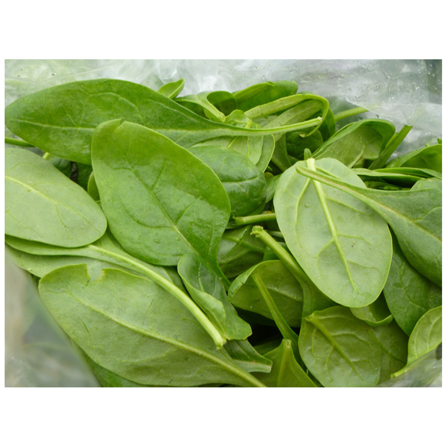 Spinach  Palak Leaves