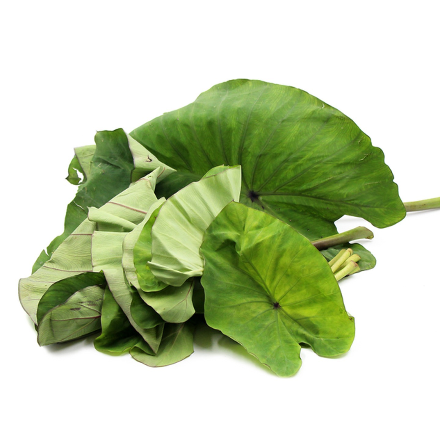 TARO LEAF