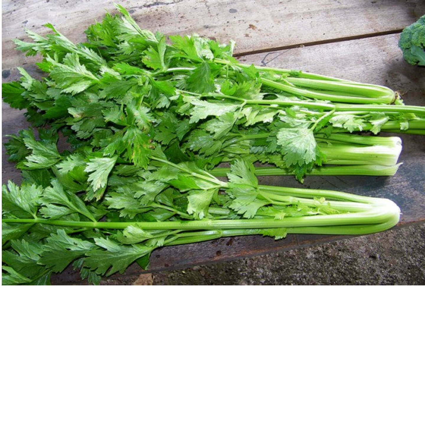 Celery