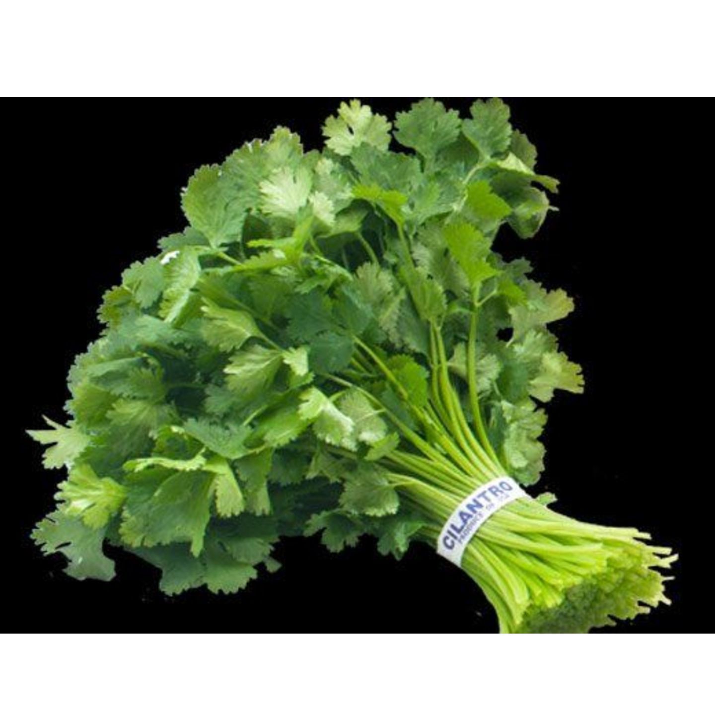 CORIANDER LEAF