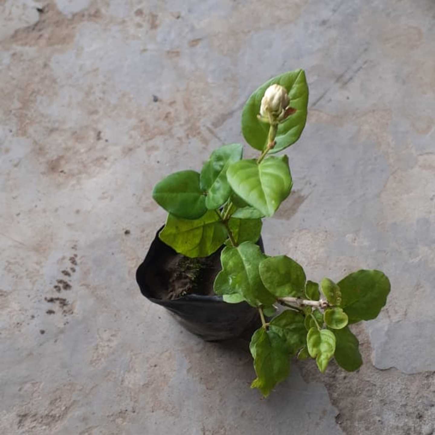 Arabian Jasmine
