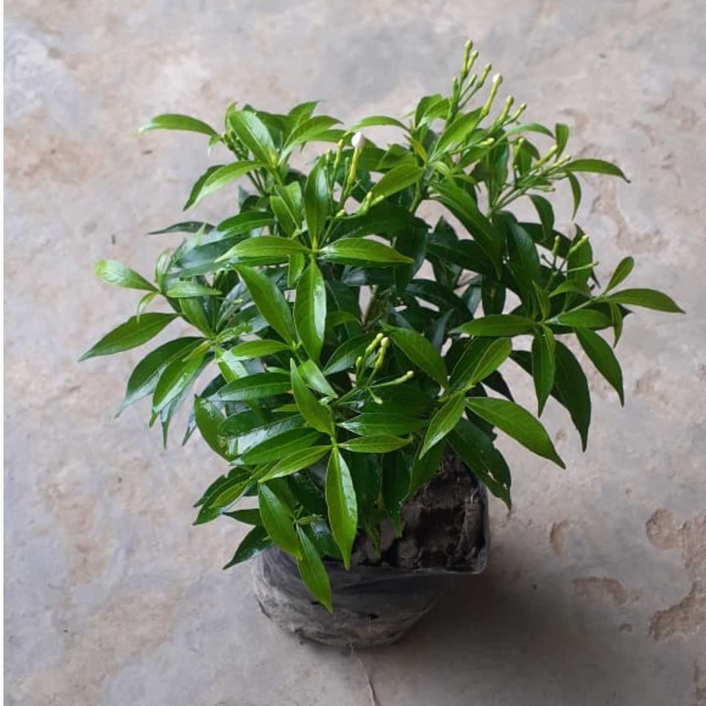 Crape Jasmine