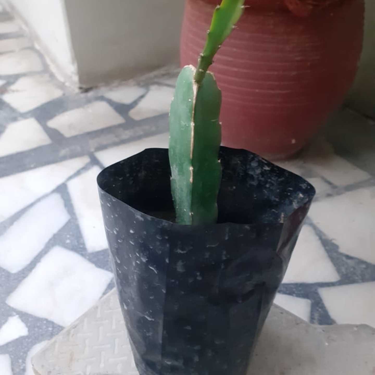 Dragon fruit