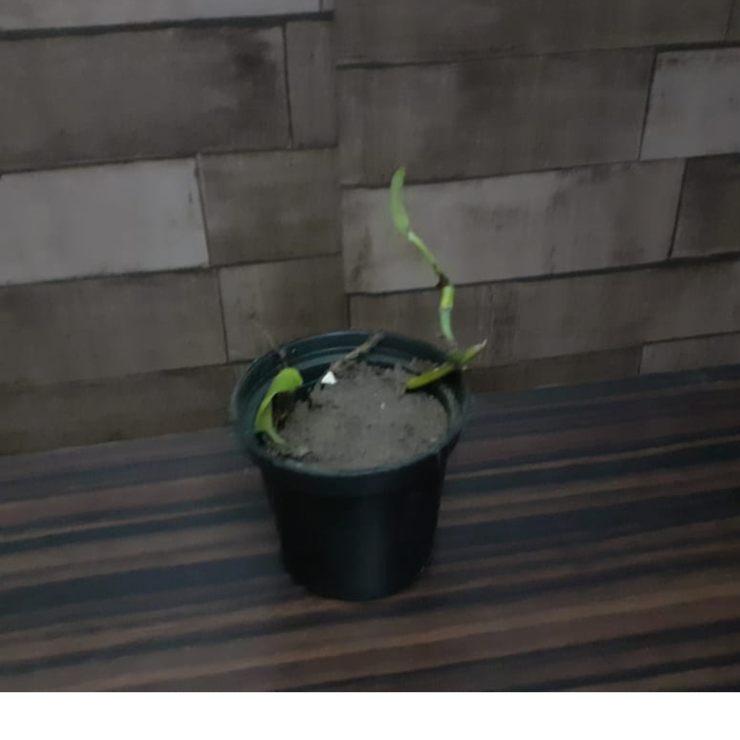 Money Plant