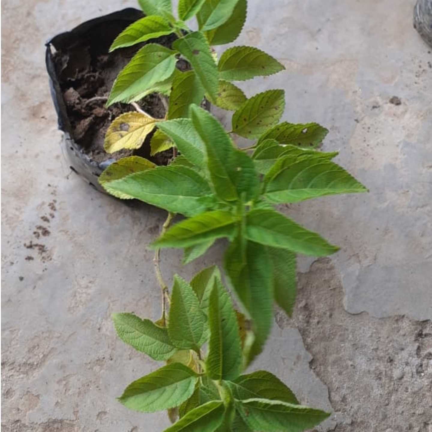 Lantana