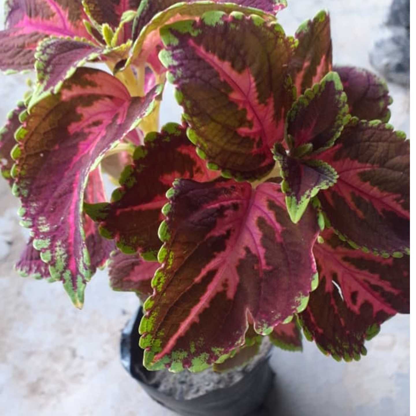 Coleus