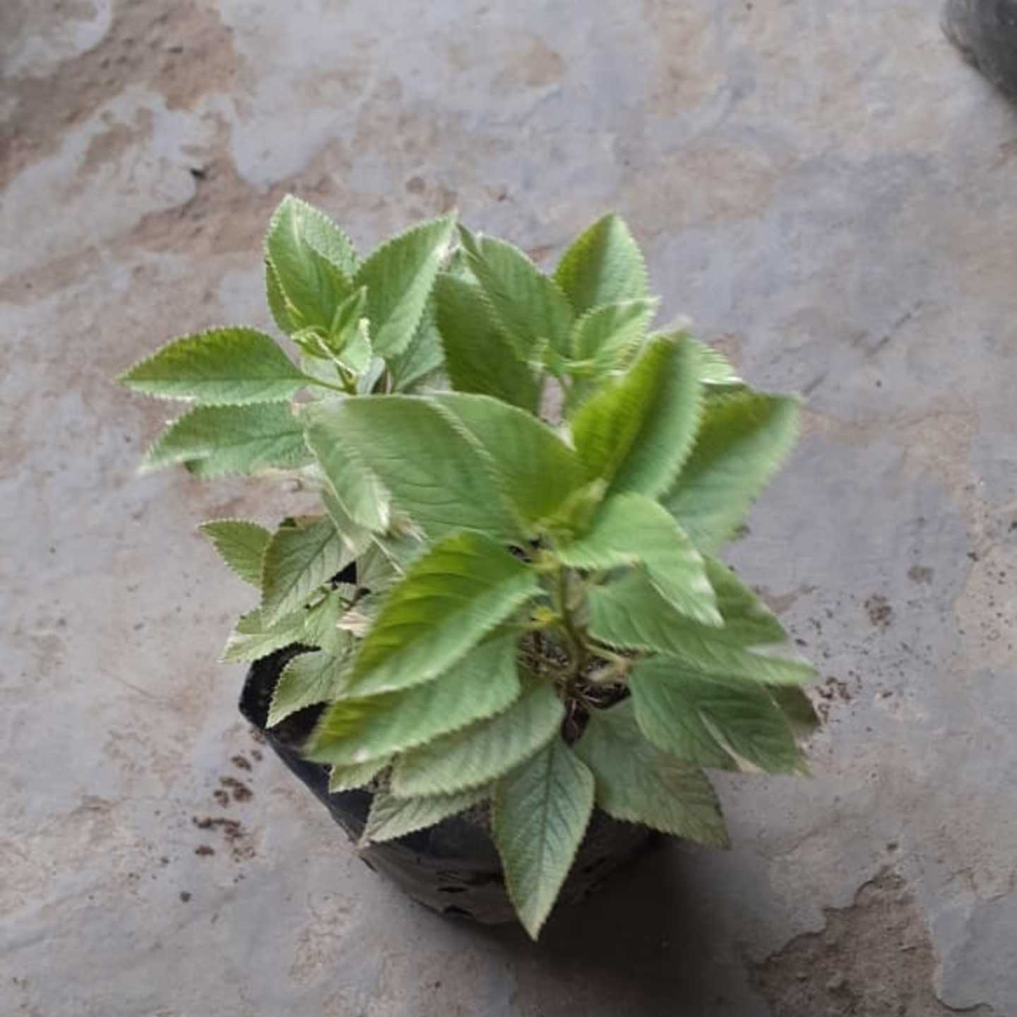Verbena