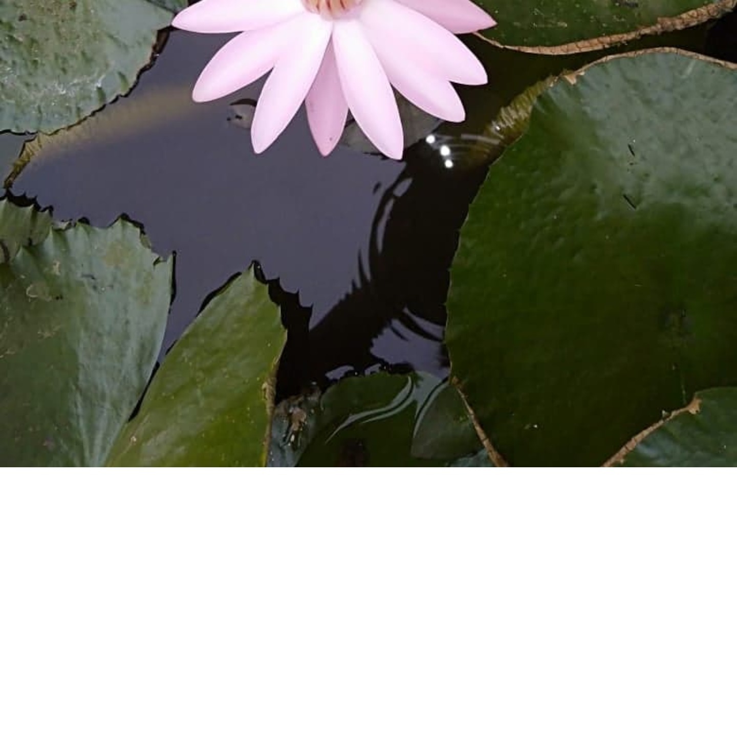 MyHobbyGarden Water Lilly Plant- Light Pink Color