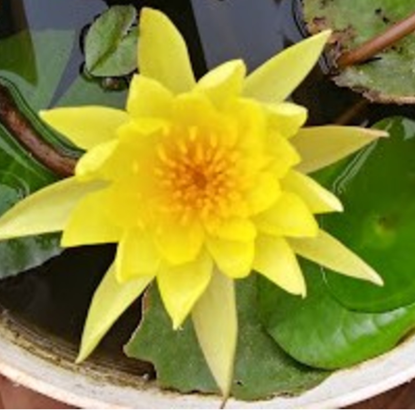 MyHobbyGarden Water Lilly Plant- Yellow Color