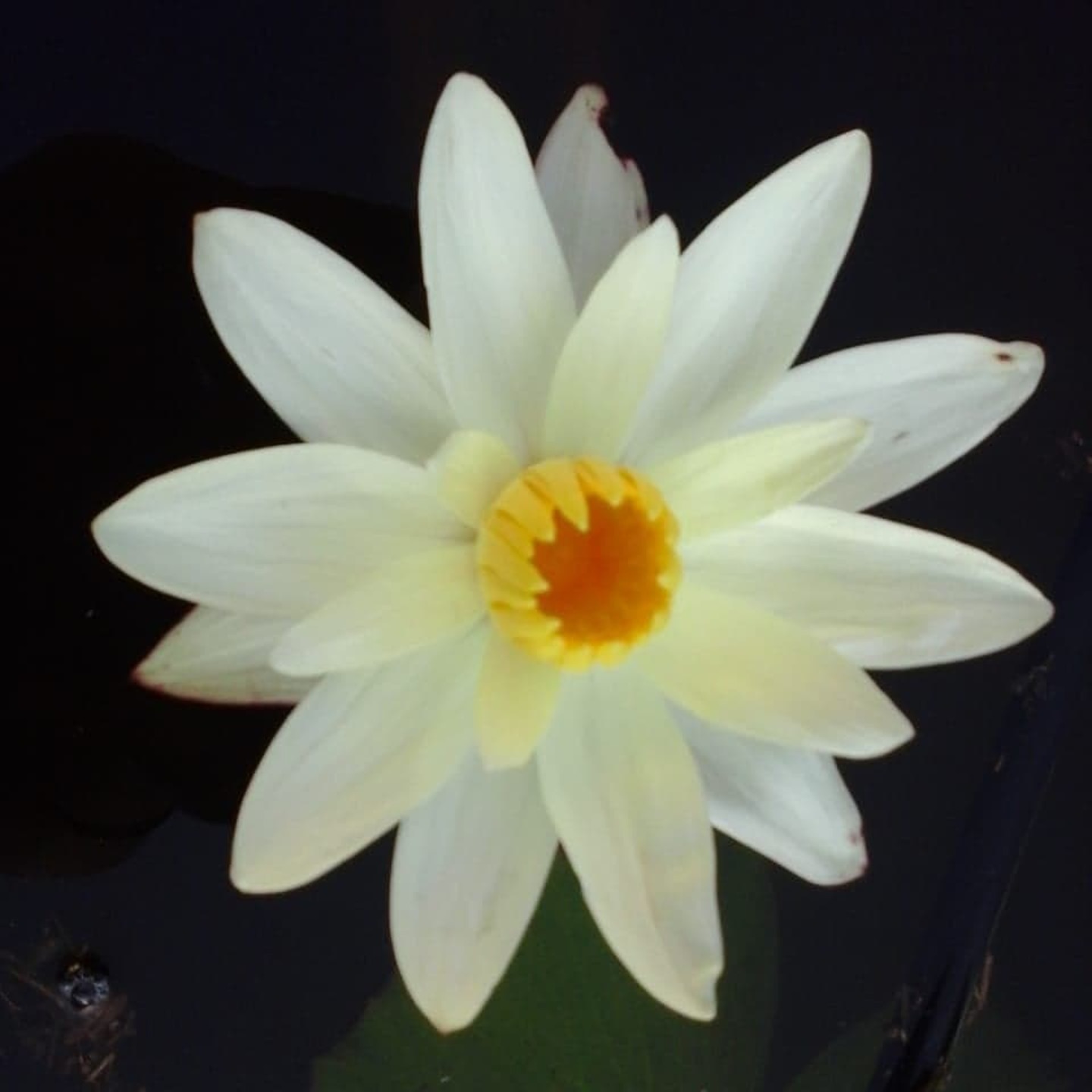 MyHobbyGarden Water Lilly Plant- Light Yellow Color