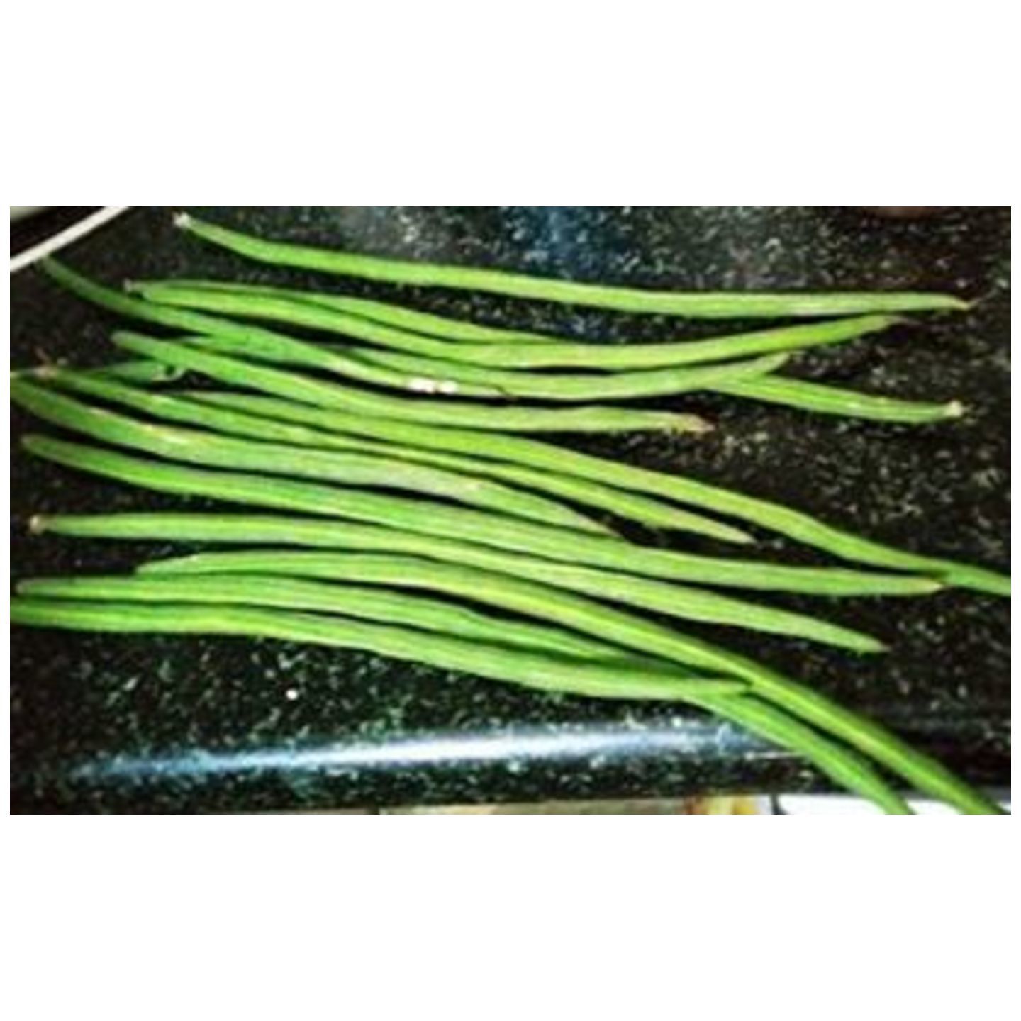MHG-VEG-Drumsticks Moringa Seeds - 5 seeds