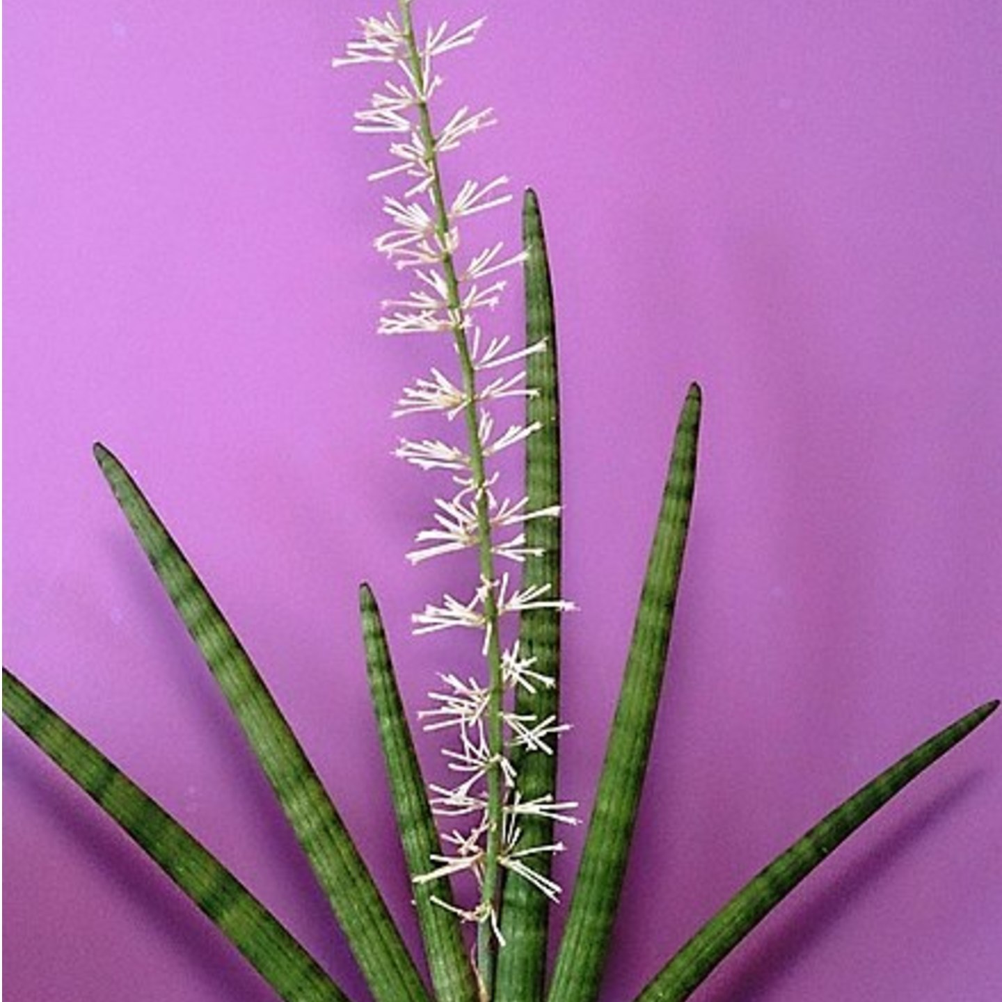 Sanseveria cylindrica Plants