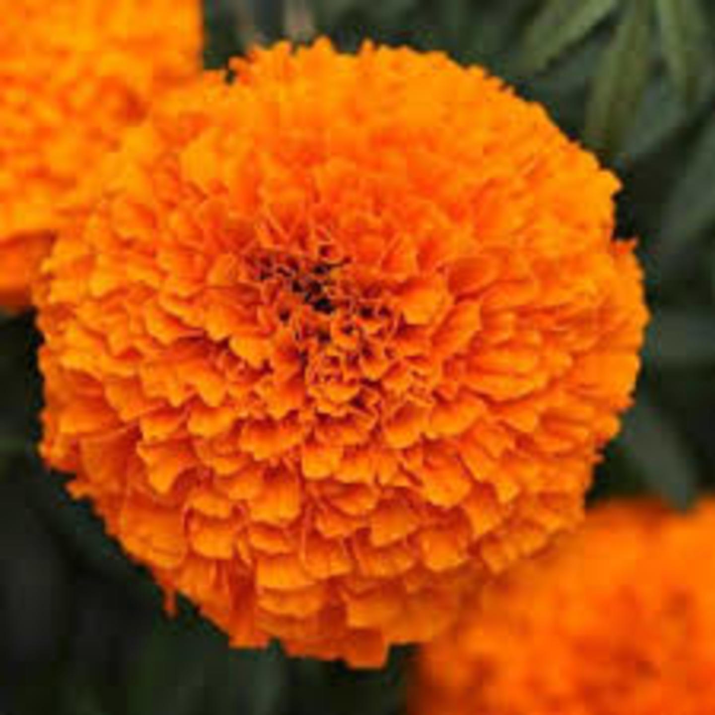 MHG-FLWR-Marigold Orange-10 seeds