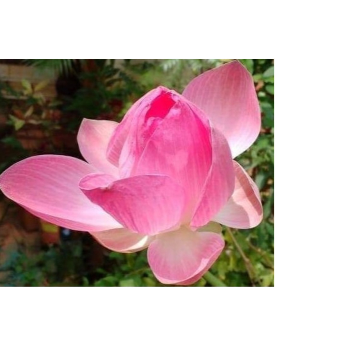 MyHobbyGarden -Lotus-Hardy- rhizomeroot-Pink Color