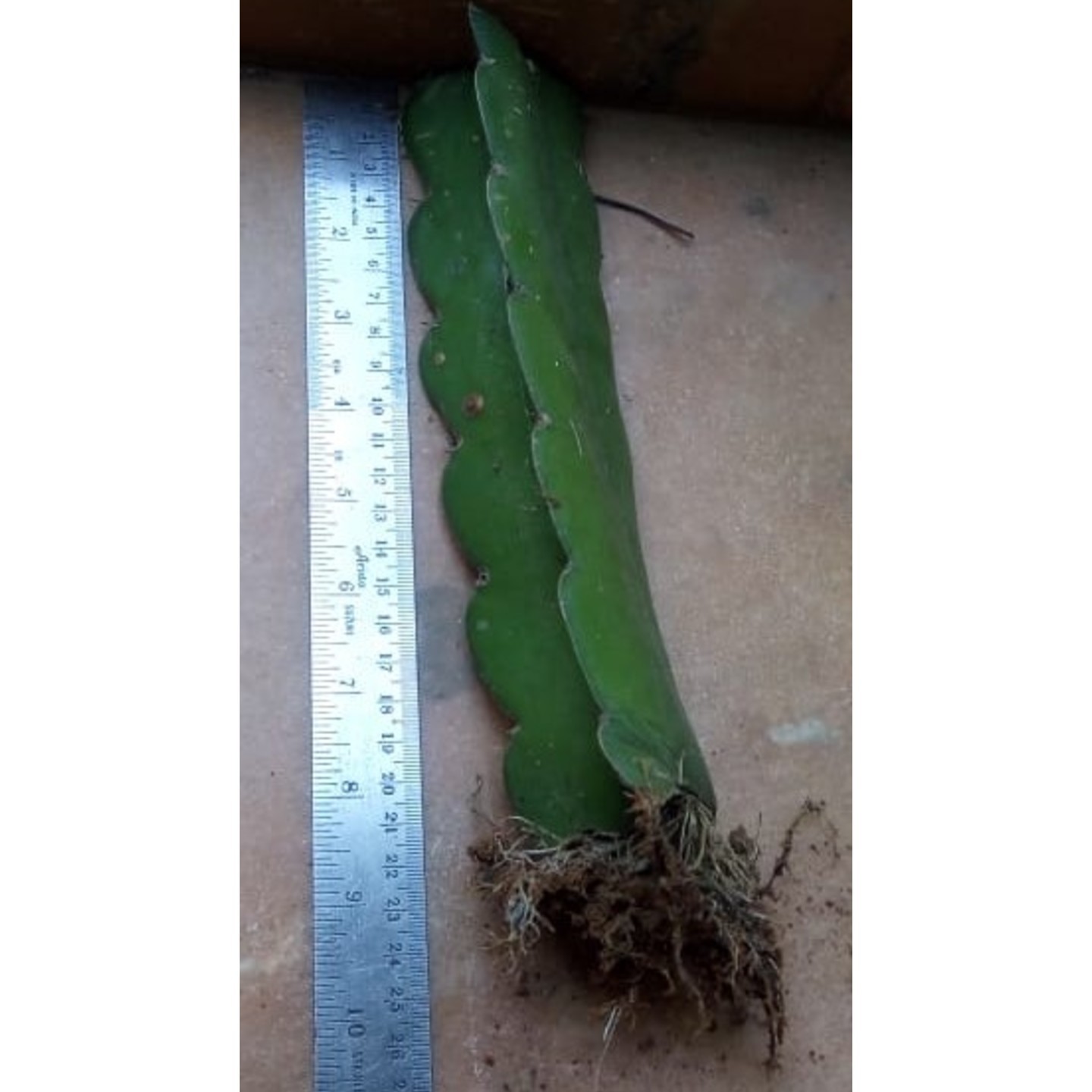 Dragon Fruit - Cutting - Rooted - 1ft will be sent bare-root ie., without soil