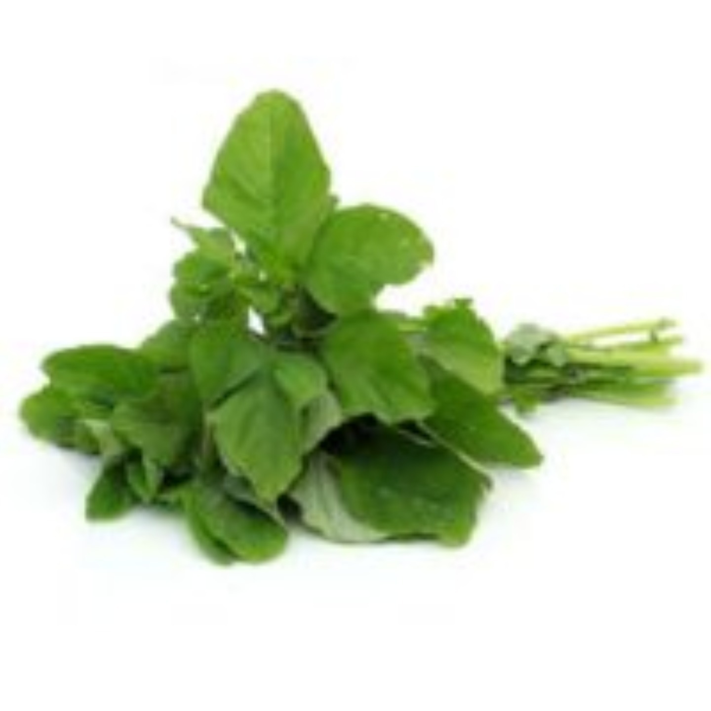 MHG-LFRGN-Chakota-green sorrel -50 seeds