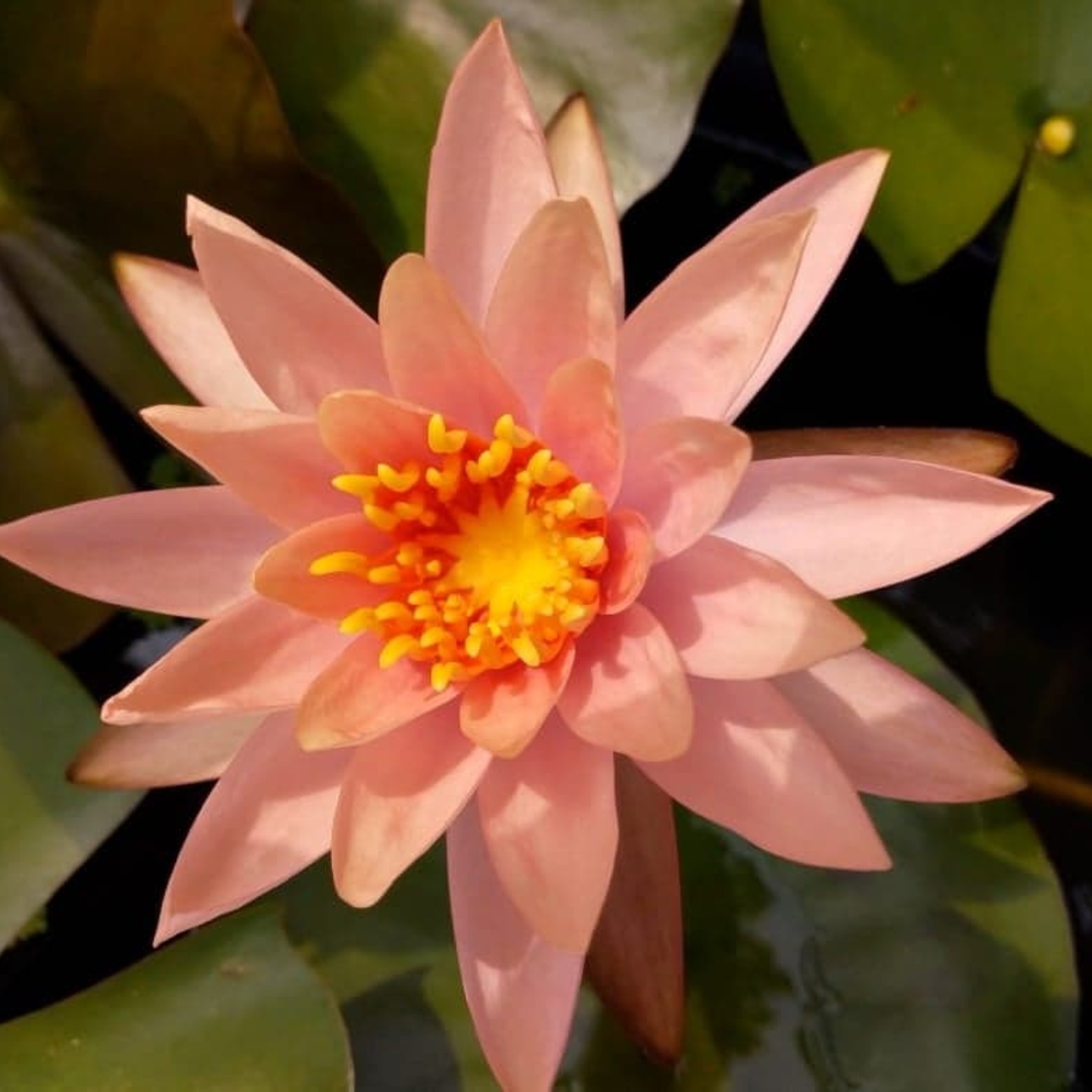 MyHobbyGarden water lilly plant-peach color