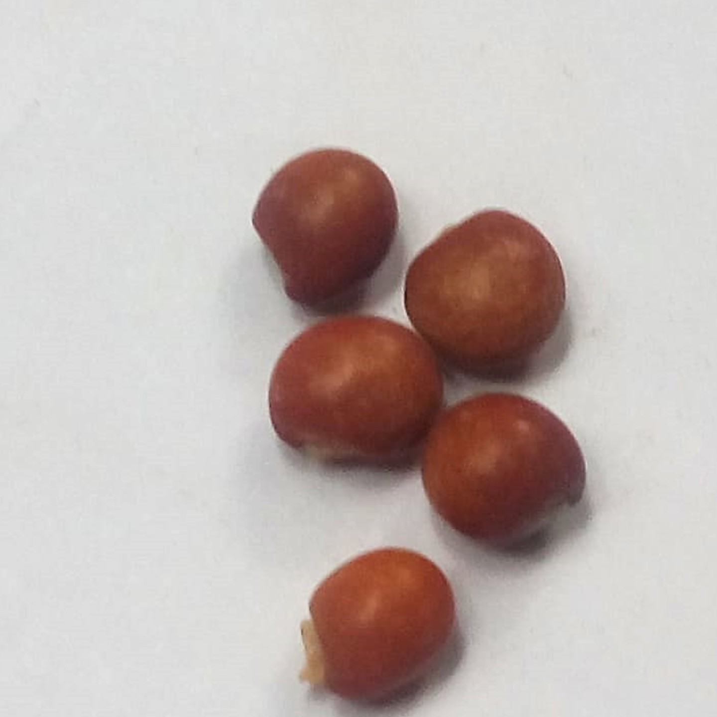 MyHobbyGarden-Veg-Seed- Toor Tur Pigeon Pea Arhar Seeds-Dal Variety-4 seeds