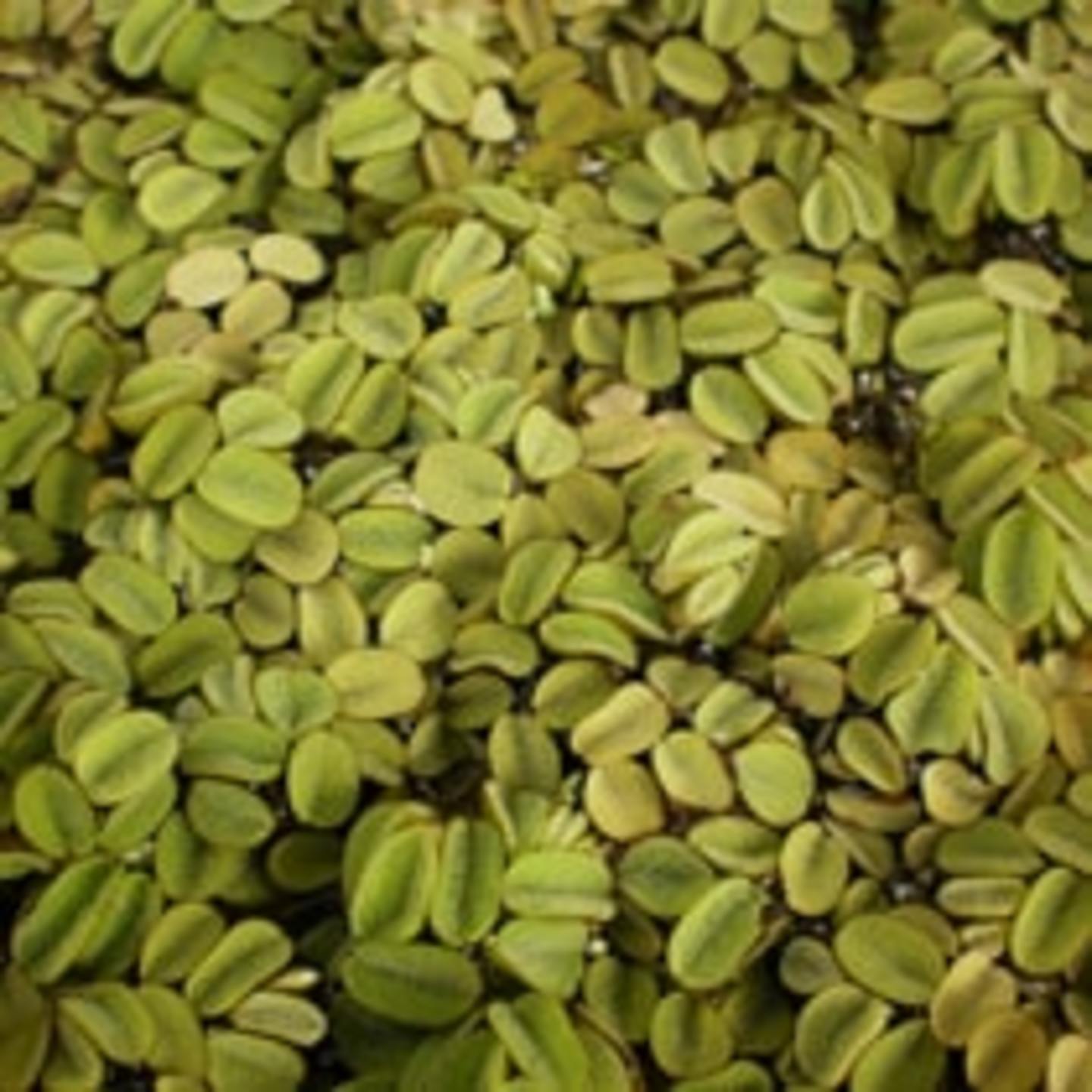 MyHobbyGarden Salvinia water plant