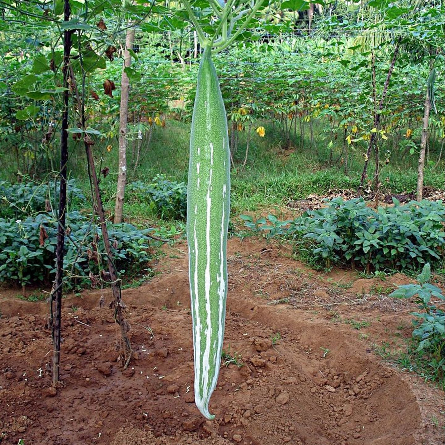 MHG-VEGSeed-Snake Gourd-5 seeds