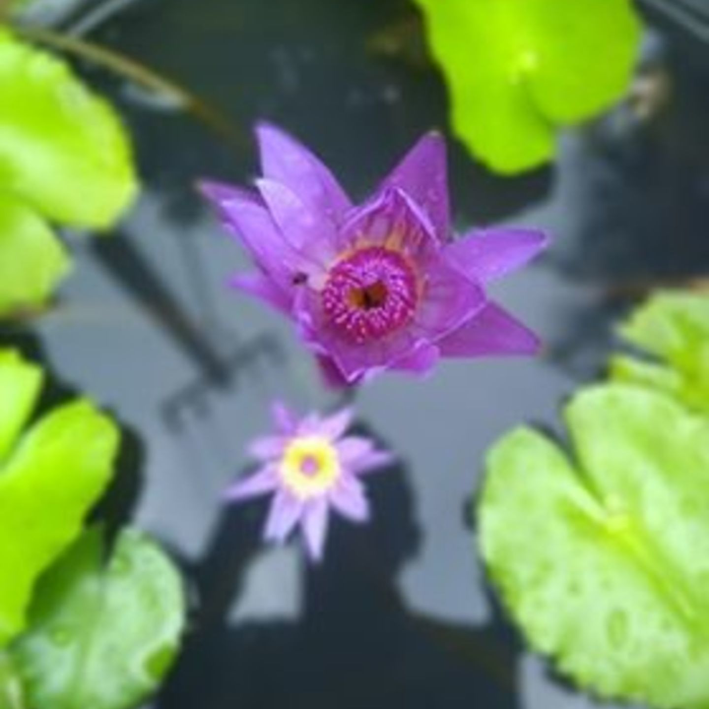 MyHobbyGarden Water Lilly Plant- Purple Color