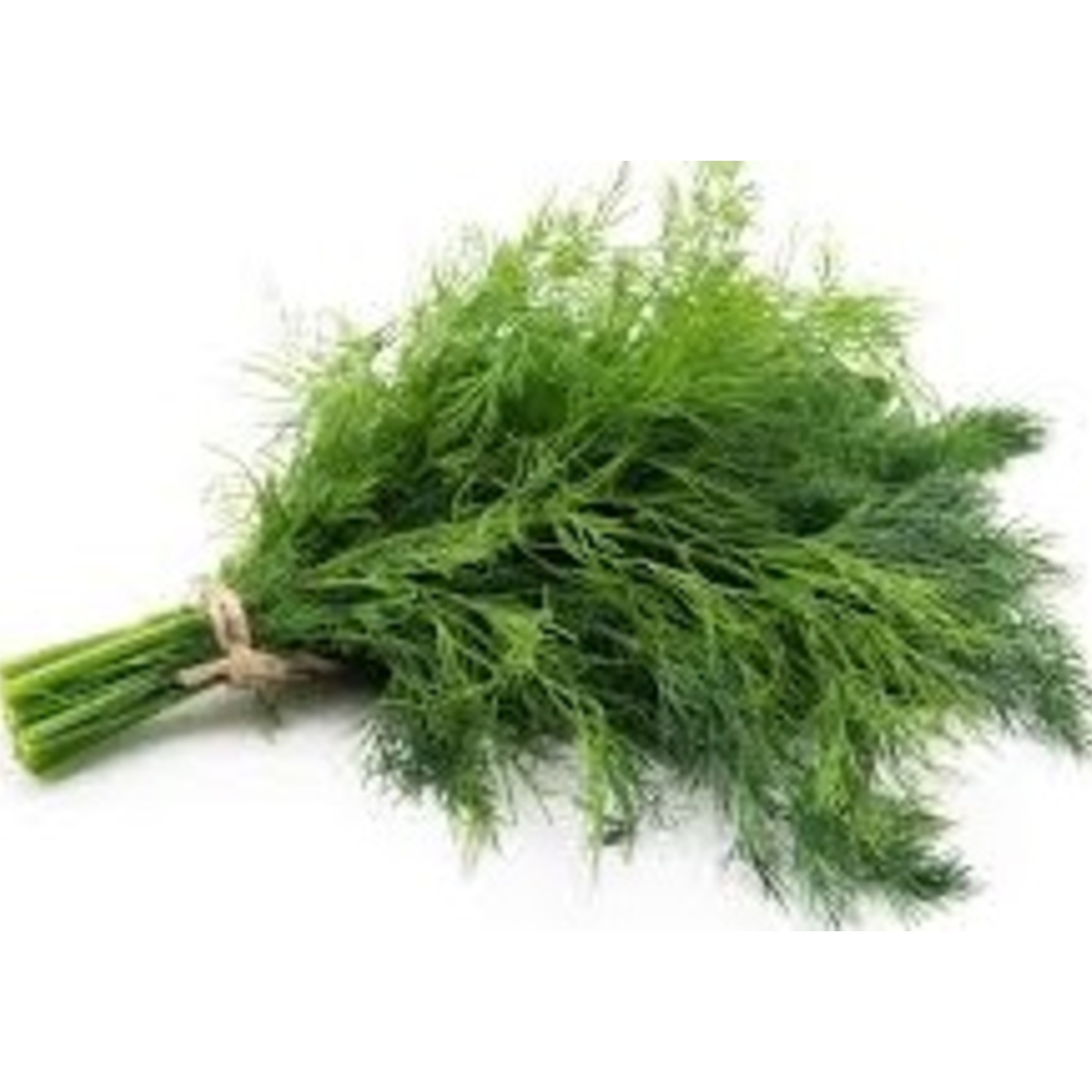 MHG-LFGRN-Seed-Dill Leaves- 20 seeds